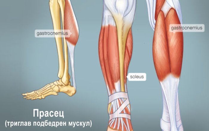 Как да тренираме прасците за идеален резултат?